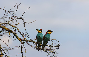 Golden bee-eaters sitting on a branch and looking around against the blue sky …
