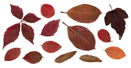 Dry autumn leaves isolated on a white background. Set.