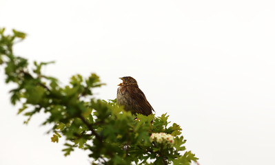 Singing Yellow oatmeal on a green flowering branch, on a white background
