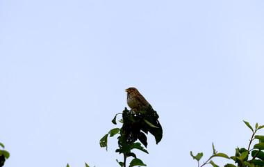 Yellow oatmeal on top of a tree, against the blue sky