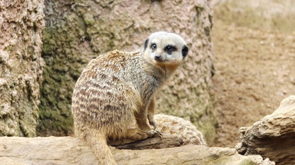 meerkat on the lookout