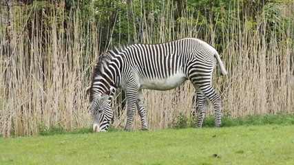 zebra in the grass