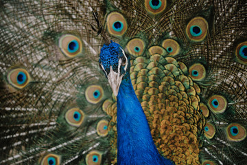 Obraz premium peacock feather close up