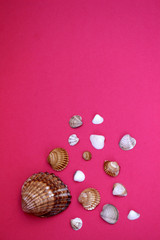 Conchas de mar con fondo rosa