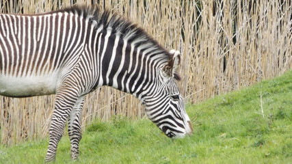 zebra in zoo