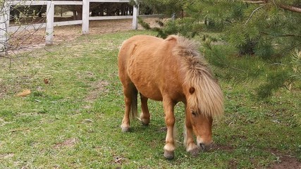 Beautiful pony horse graze in the corral among the fir trees. Nice bay suit pony chewing grass at...