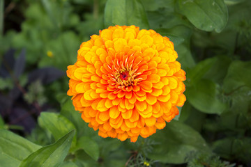 marigold or calendula (in german Ringelblume) Calendula officinalis