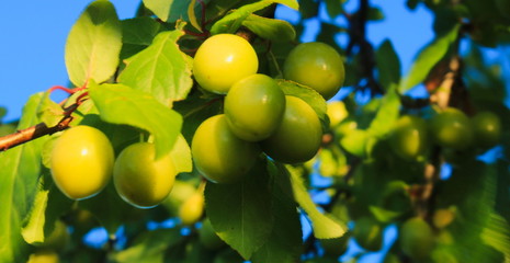 Śliwki żółte mirabelki