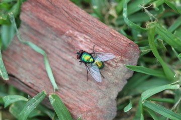 fly on leaf