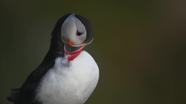 Atlantic puffin 
Fratercula arctica