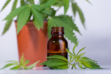 Medical, chemical theme background with cannabis leaves, oil bottle and young marijuana plant in a pot behind.