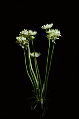 gros plan fleurs de rhynchospora alba de  couleur blanche sur fond noir de studio  