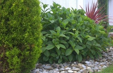 massif  en plantes dans le jardin