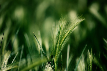 Close up photo of green wheat field and sunny day.