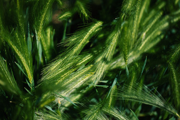 Fototapeta premium Close up photo of green wheat field and sunny day.
