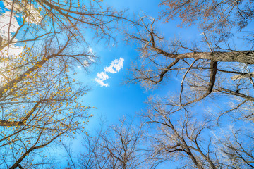 tree branches in perspective against a blue sky