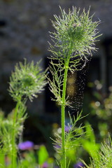 Nigella damascene commonly known as love-in-a-mist covered in dew after the rain
