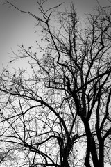 Tall tree with fruit on branches, black and white view.