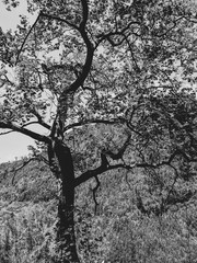 Black and white oak photo