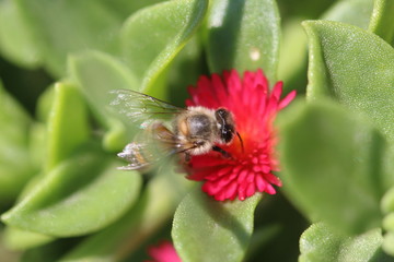 abeja