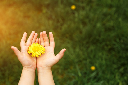 Children's hands hold a yellow dandelion flower against a background of green grass. Hello summer, green background with space for text. Concept of childhood, health, eco-friendly lifestyle - Powered by Adobe