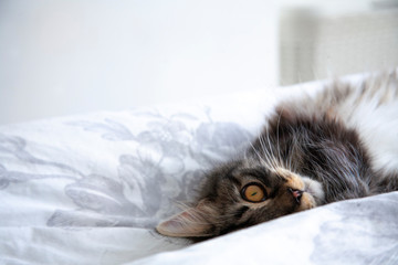 kitten in a white room close up low depth field