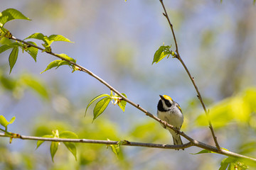 Golden-winged warbler - Vermivora chrysoptera