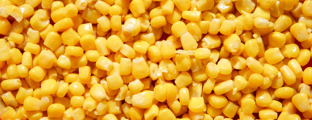Yellow pattern from the grain of corn. Background with space for text in the product and food concept