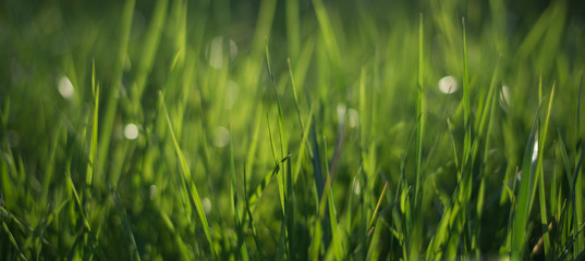 Abstract natural backgrounds with green grass and beauty bokeh