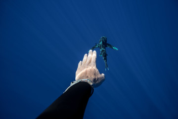 Whitetip shark