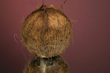 Large shaggy coconut isolated on a red mirror surface with reflection