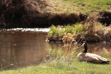 Canada goose next to a stream
