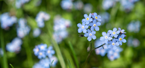 Blue Myosotis flowers on a blurry background.