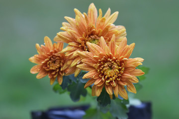 Dews on petals of Yellow orange Chrysanthemums or Fall Mums blooming in pot container with water dew on petals. Close up shot