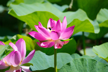 Close-up of beautiful pink waterlily lotus flower