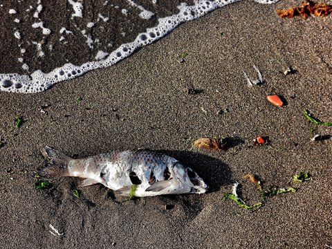 Dead Fish On Shore