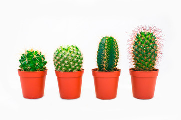 cactus in pot isolated on white