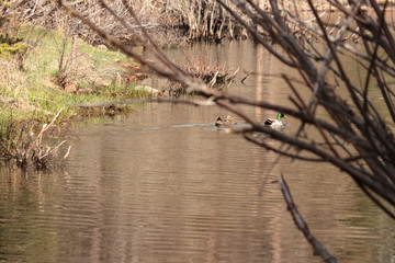 Obraz na płótnie Canvas Ducks swimming away on a pond