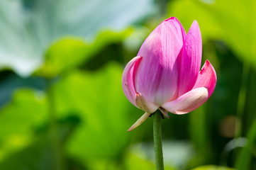 Obraz na płótnie Canvas Close-up of beautiful pink waterlily lotus flower