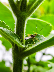 green bug on a leaf