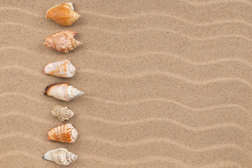 Fototapeta na wymiar Line of seashells on sand dunes.