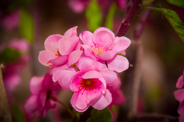 Naklejka na ściany i meble pink magnolia flowers