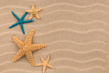 Fototapeta na wymiar Starfish lying on the sand dunes.