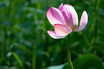 Close-up of beautiful pink waterlily lotus flower