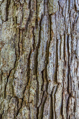 tree bark texture