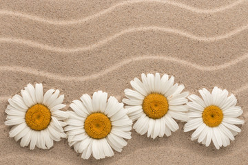Fototapeta na wymiar Snow-white daisies lie on the sand dunes. Copy space.