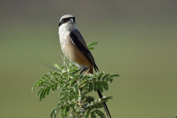 Close up of  The Rufous-backed Shrike or the Long-tailed Shrike is found widely distributed across Gujarat and there are variations in plumage across the range