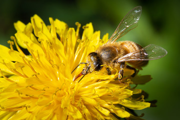A bee collects nectar on a yellow dandelion flower