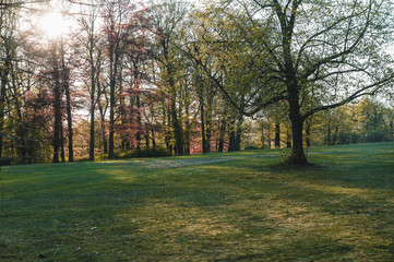 View of forest, colorful woods, beautiful nature.