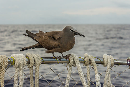 The brown or common noddy (Anous stolidus) aboard a yacht in the middle of the Pacific Ocean, 300 miles from the Tuamotu Archipelago. Its a tropical seabird with a worldwide distribution.